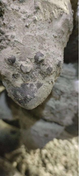 Cutting tooth with uneven wear around the carbide tip